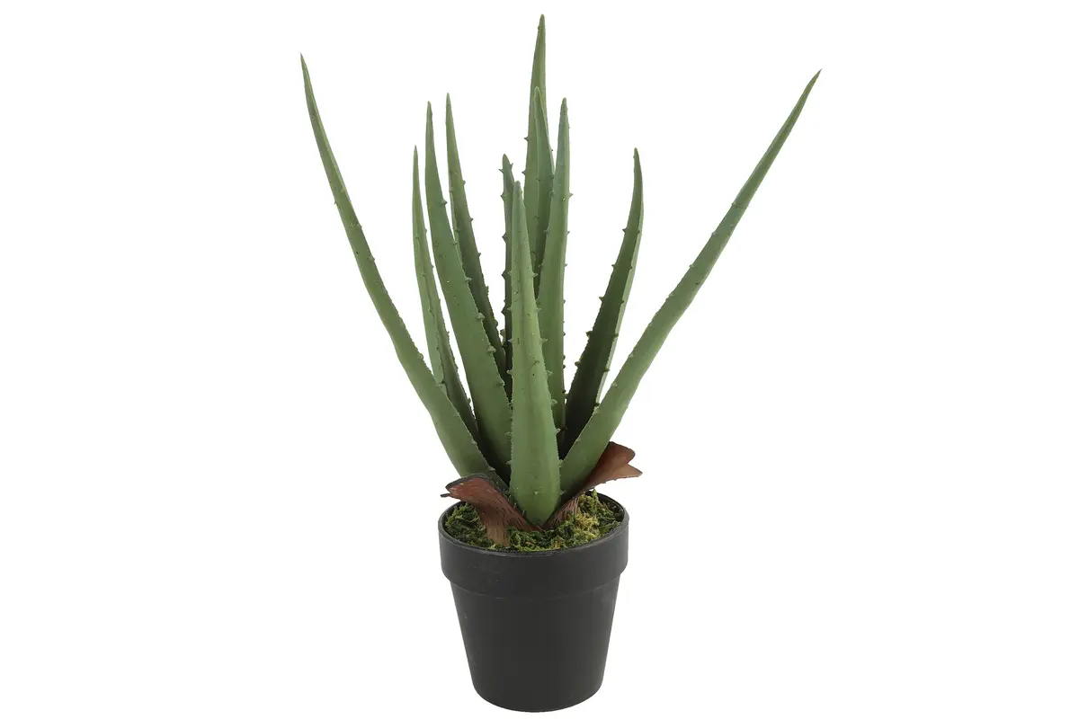 Aloe vera groen