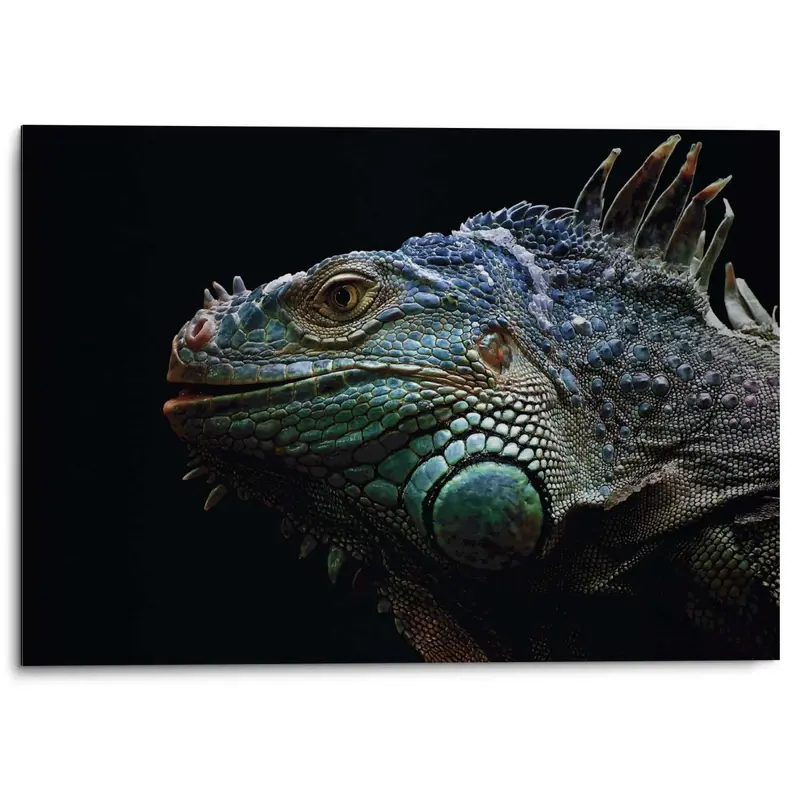 Alu-Dibond Leguaan 50x70