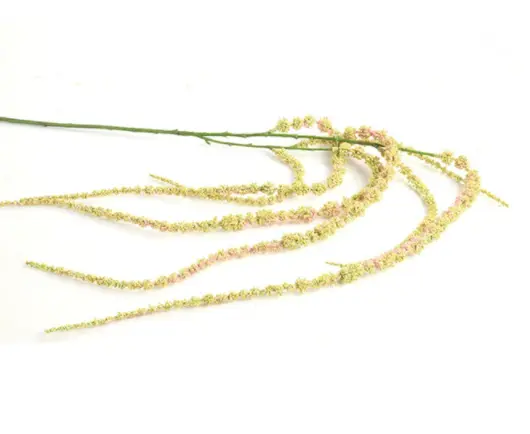 Amaranthus indischrood-L2B2H140CM