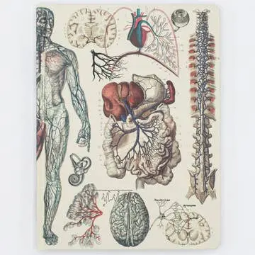 Anatomy