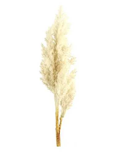 Astilbe crème