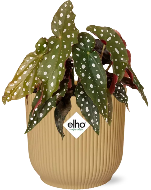 Begonia Maculata + ELHO Vibes Fold 14cm geel
