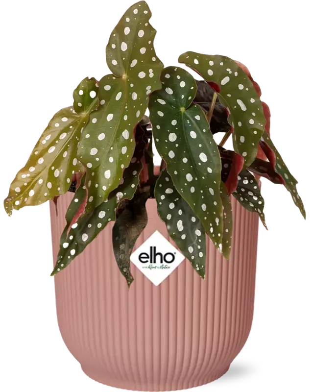 Begonia Maculata + ELHO Vibes Fold 14cm roze