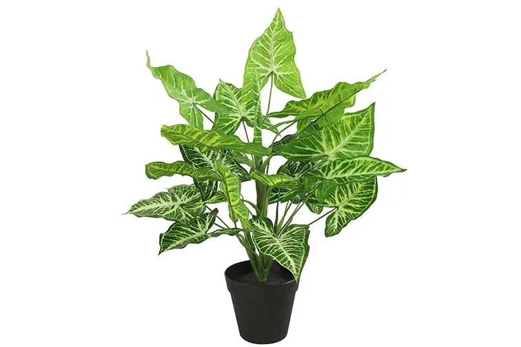 Calathea L groen-L40B40H45CM
