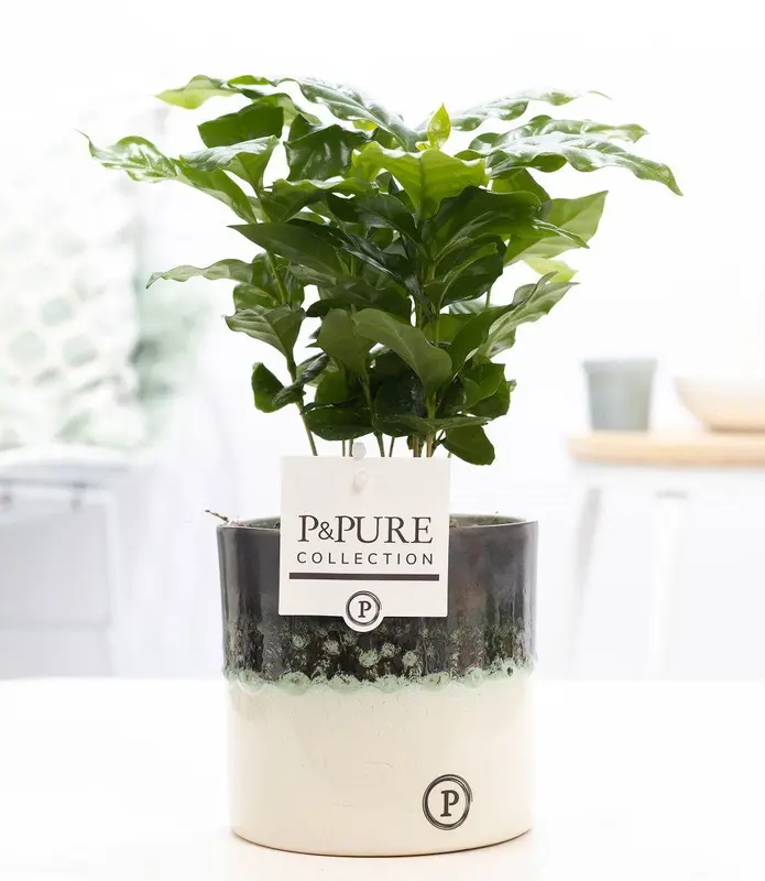 Coffea Arabica In P&PURE Illusion Cer. - Ø12cm - ↕20cm