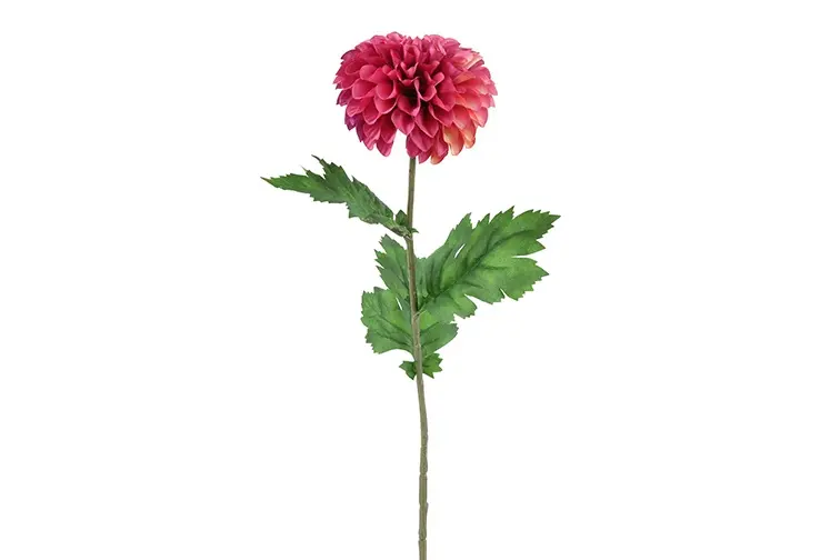 Dahlia paars-L10B10H75CM