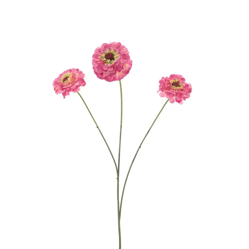 Dahlia Zinnia - Fuchsia