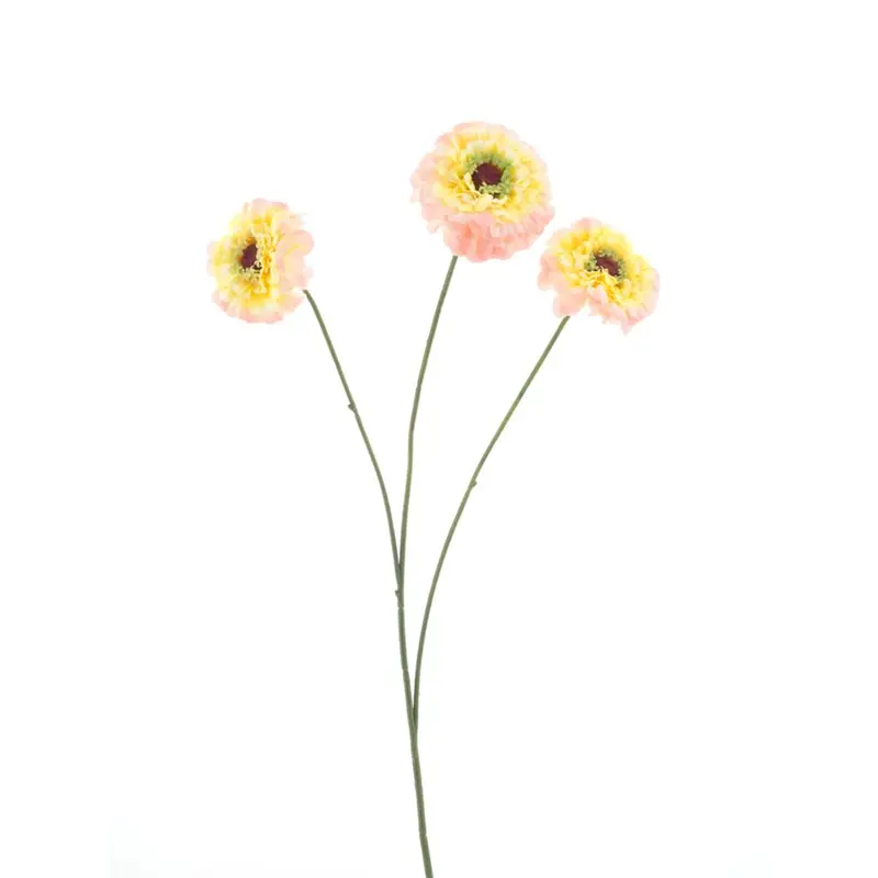 Dahlia Zinnia - Lichtroze/geel