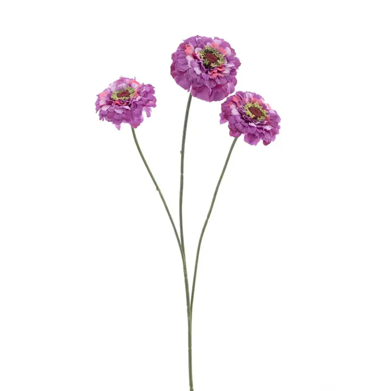Dahlia Zinnia - Paars