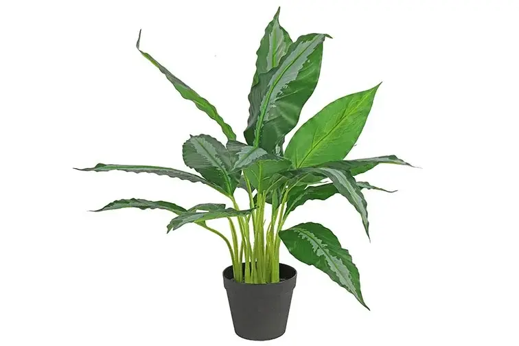 Dieffenbachia L groen-L45B45H70CM