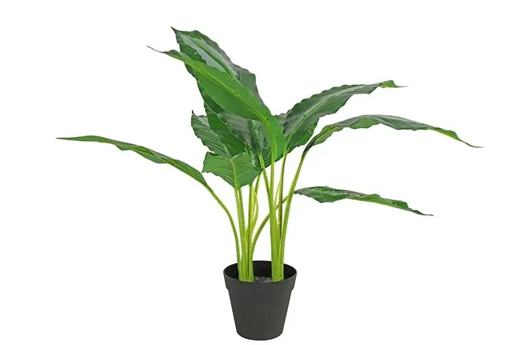 Dieffenbachia S groen-L30B30H60CM