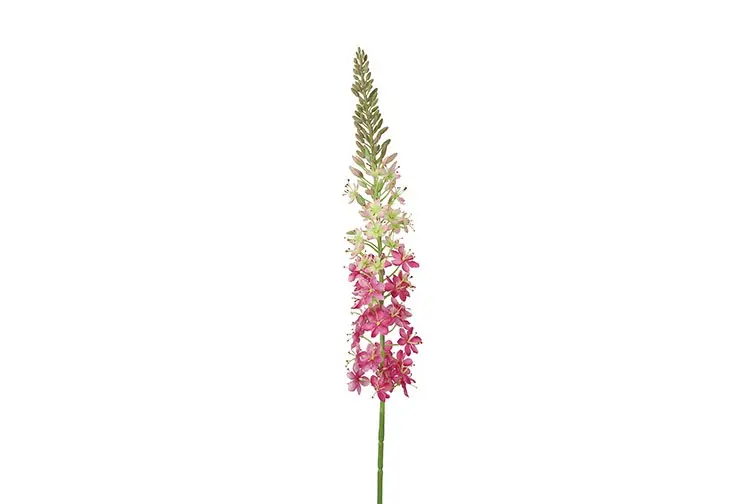 Eremurus S d.roze-L5B6H105CM