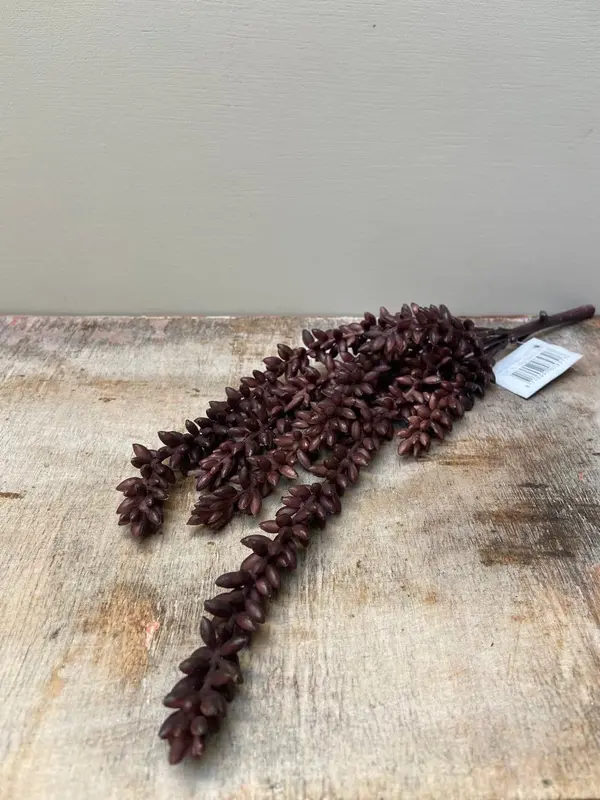 Erwtenplant kunst bruin