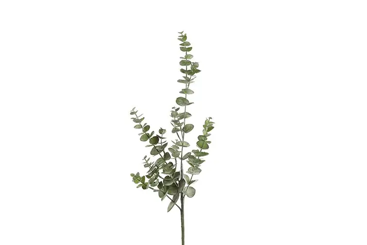 Eucalyptus S groen-L19B19H79CM