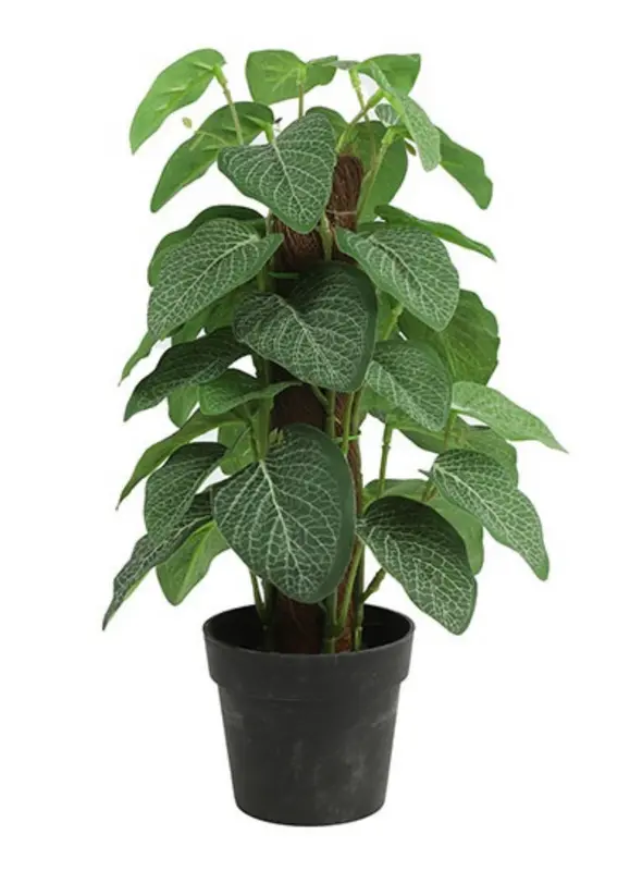 Fittonia groen-L18B18H35CM