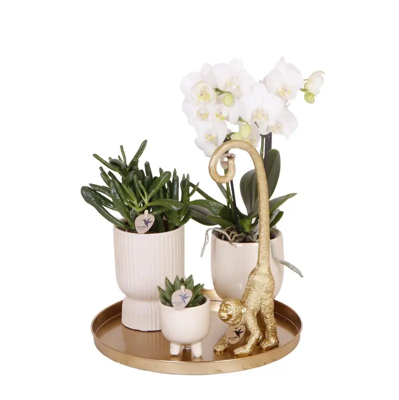 Gift set Luxury Living | Plantenset met Witte Orchidee en Succulenten incl. keramieken sierpotten