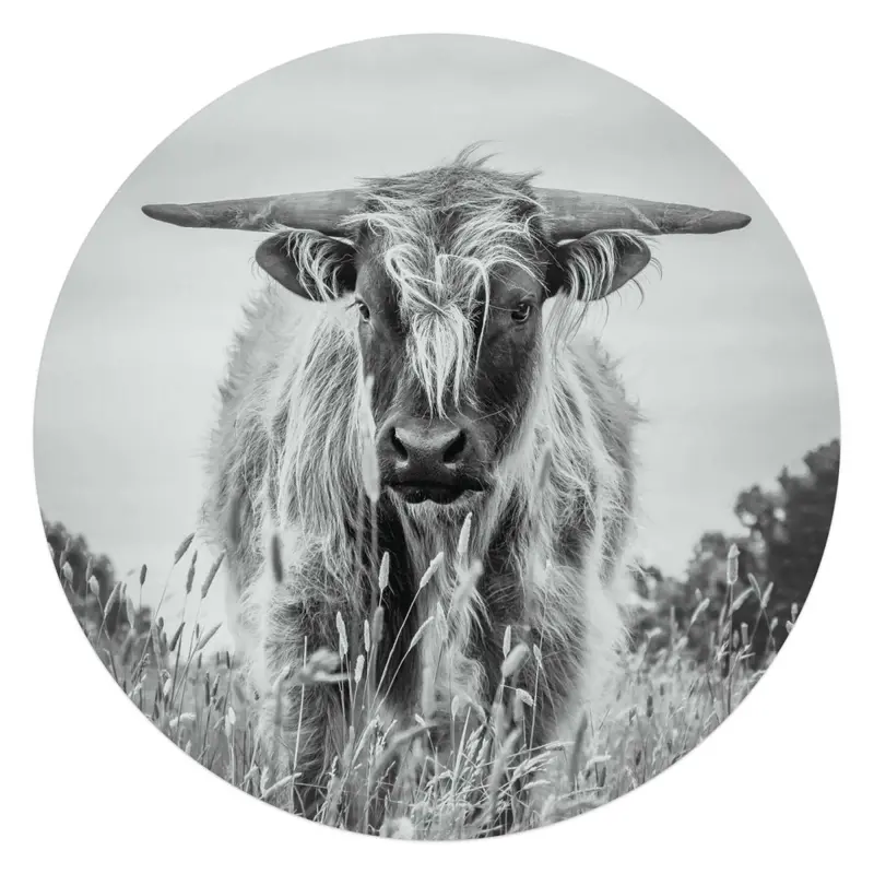 Glasschilderij Hooglander 70 Rond
