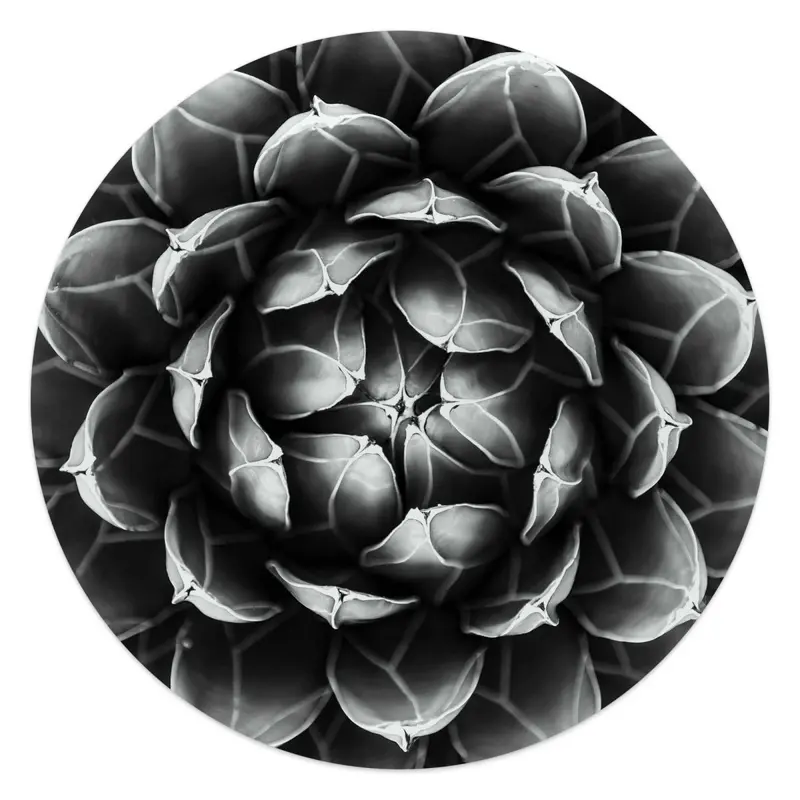 Glasschilderij Succuelent Agave 50 Rond