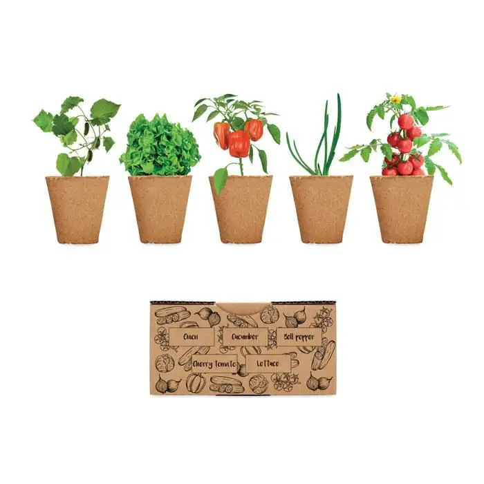 Growing Kit Salad