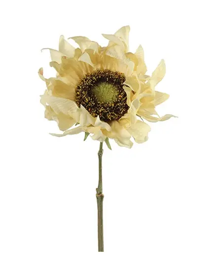 Helianthus annuus crème