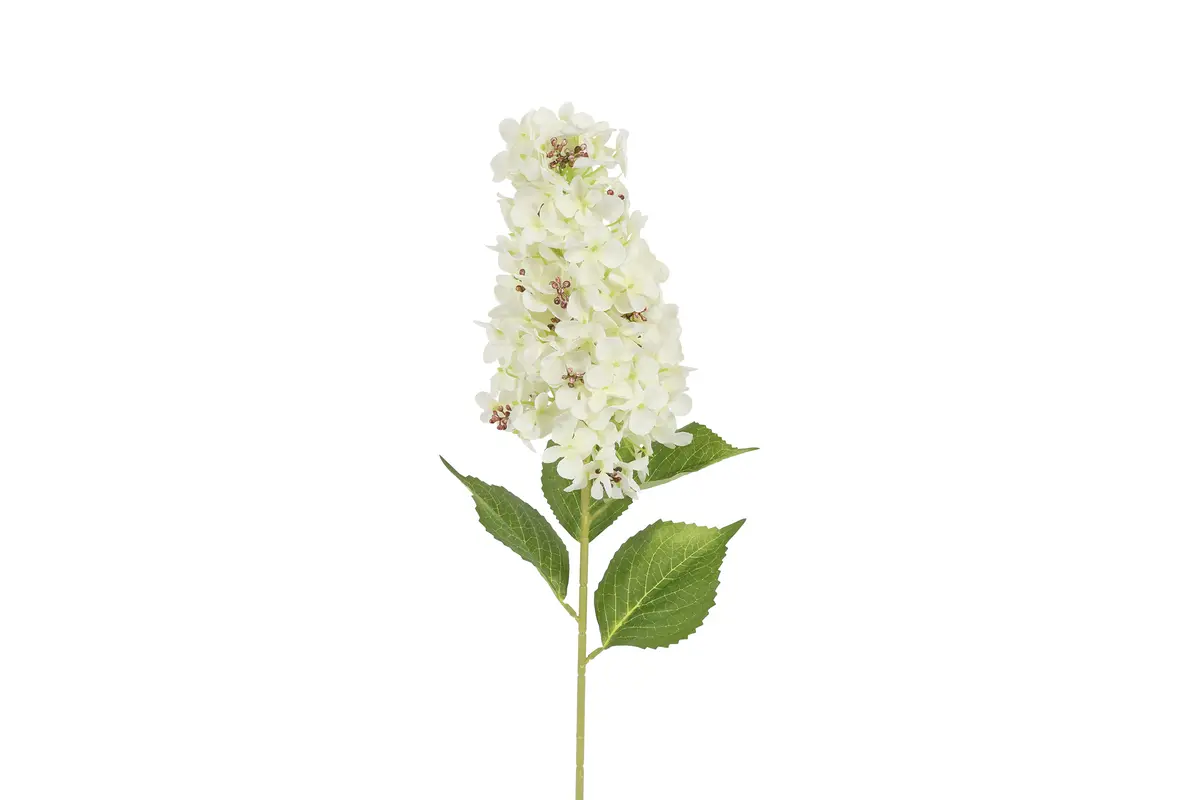 Hydrangea Aletta Paniculata wit