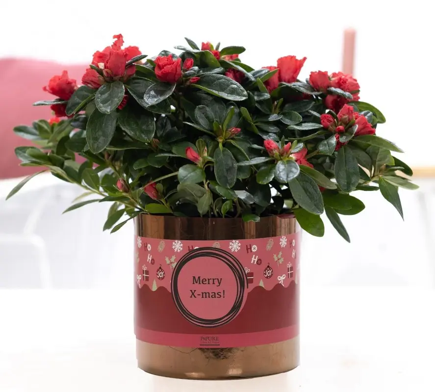Kerst Mery Christmas Sophie + XMAS Sleeve