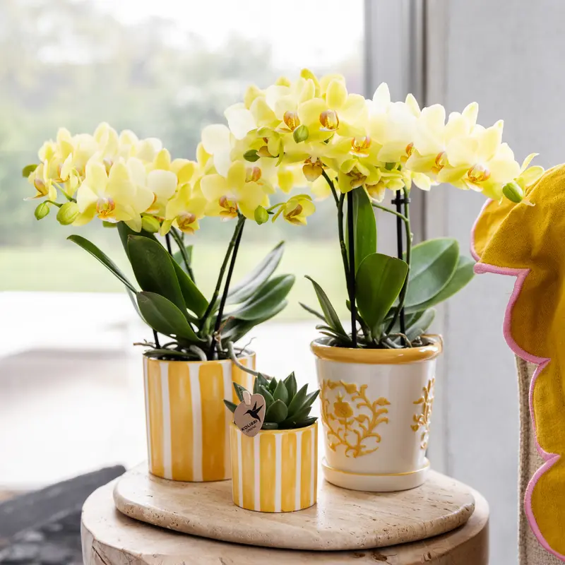 Kolibri Orchids | Gele orchidee Albenga + Malaga sierpot geel - potmaat Ø9cm | bloeiende kamerplant - vers van de kweker