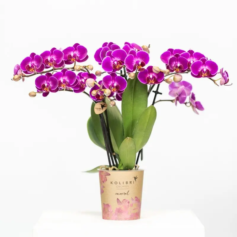Kolibri Orchids | Paarse phalaenopsis orchidee potmaat Ø9cm | Morelia | bloeiende kamerplant - vers van de kweker