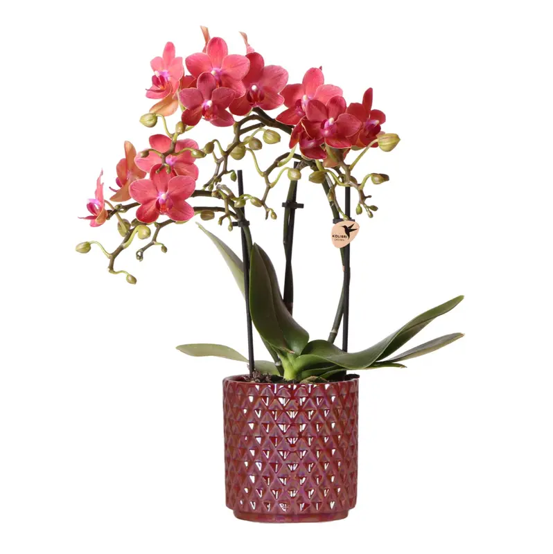 Kolibri Orchids | rode phalaenopsis orchidee Congo + Diamond Pearl Pot rood - potmaat Ø9cm | bloeiende kamerplant - vers van de kweker