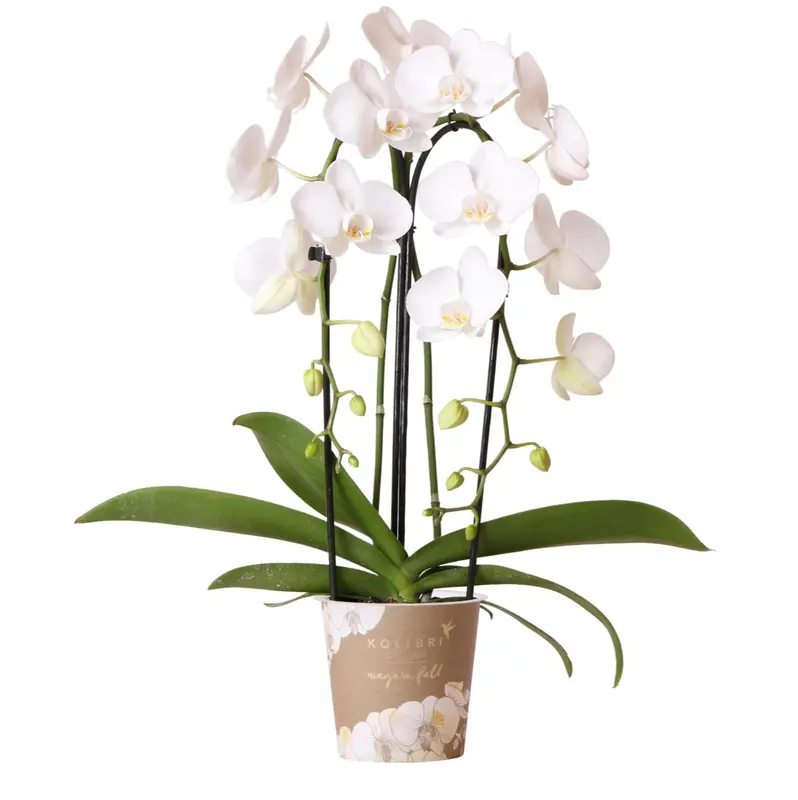 Kolibri Orchids | witte Phalaenopsis orchidee - Niagara Fall - potmaat Ø12cm | bloeiende kamerplant - vers van de kweker