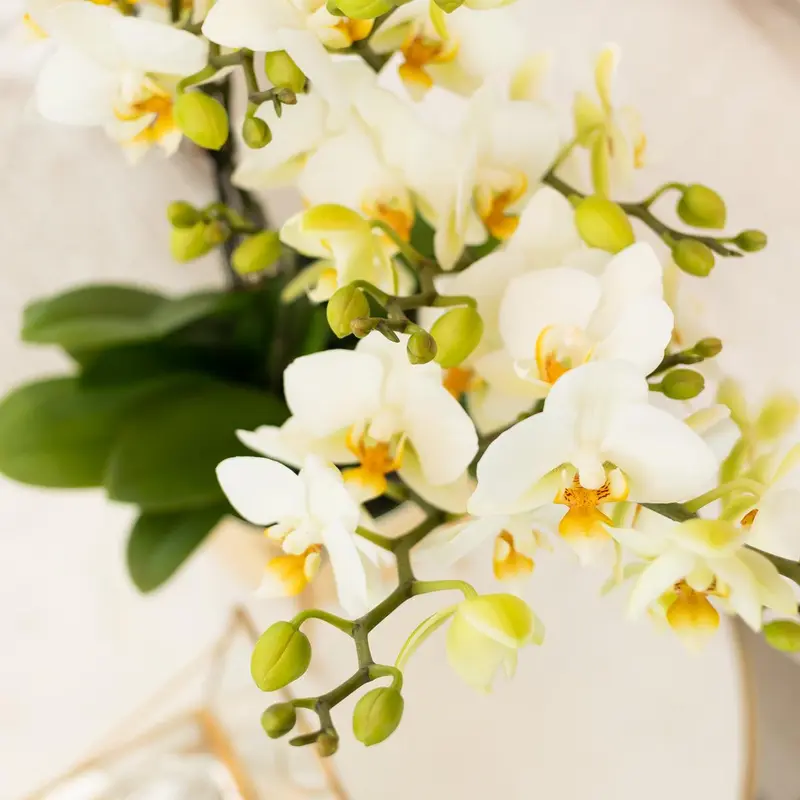 Kolibri Orchids | witte phalaenopsis orchidee potmaat Ø9cm | Lausanne | bloeiende kamerplant - vers van de kweker