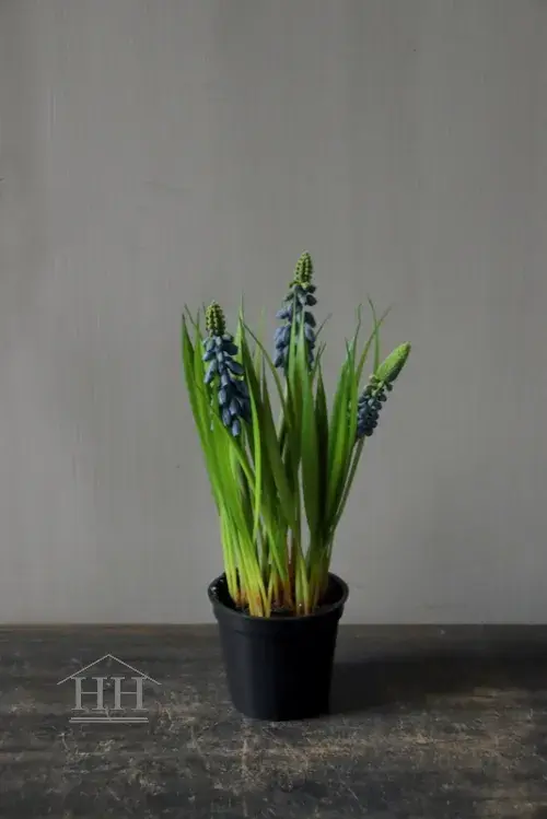 Kunst blauwe druifjes in zwart binnenpotje