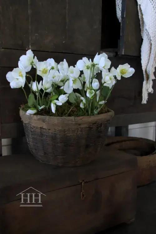 Kunst helleborus plant wit