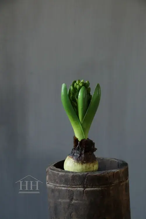 Kunst hyacint op bol 20cm