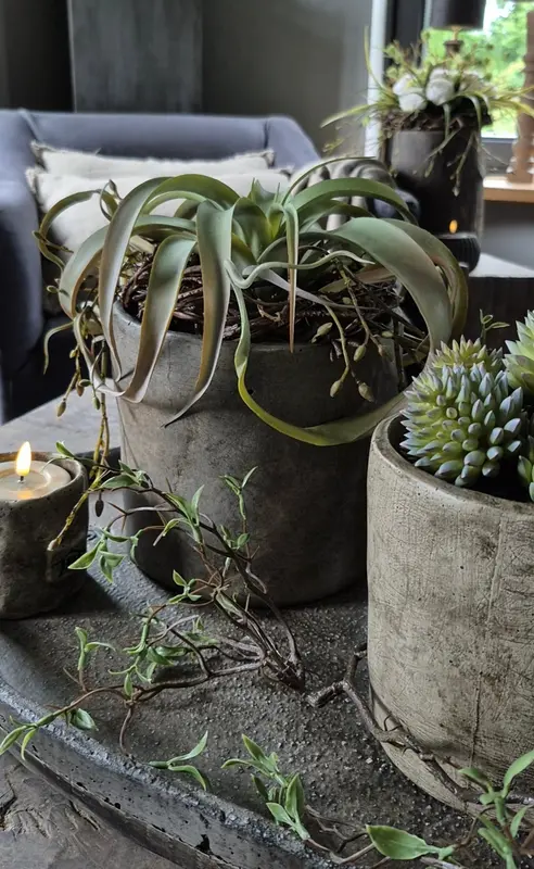 Kunst Tillandsia vetplant