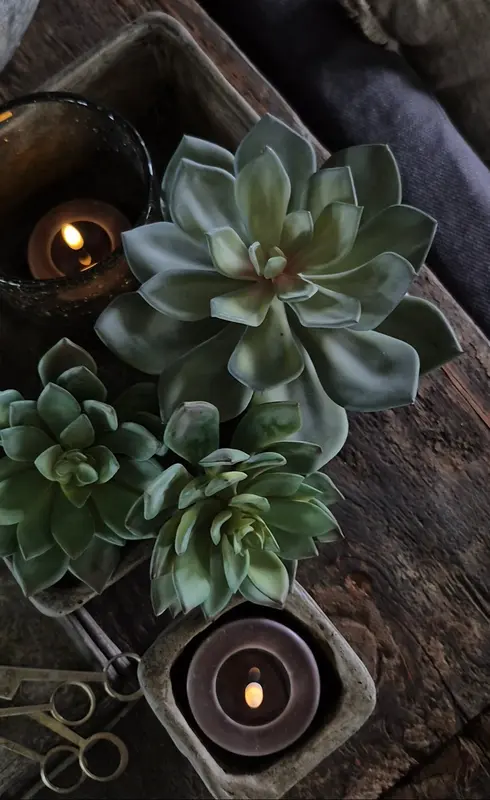 Kunst vetplant echeveria groen groot