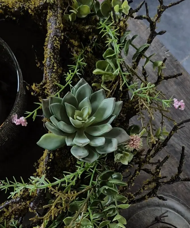Kunst vetplant echeveria groen