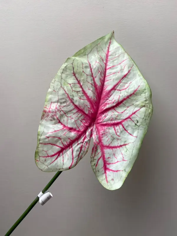 Kunstblad Caladium