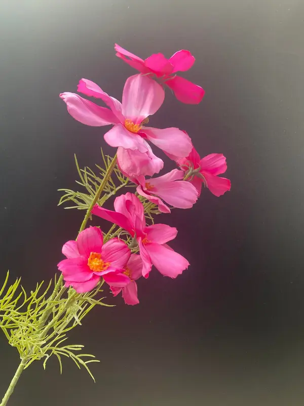 Kunstbloem Cosmos roze
