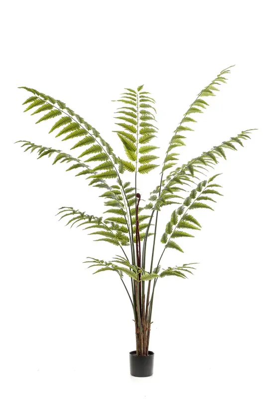 Kunstplant Ledervaren 180cm – Rumohra Adiantiformis