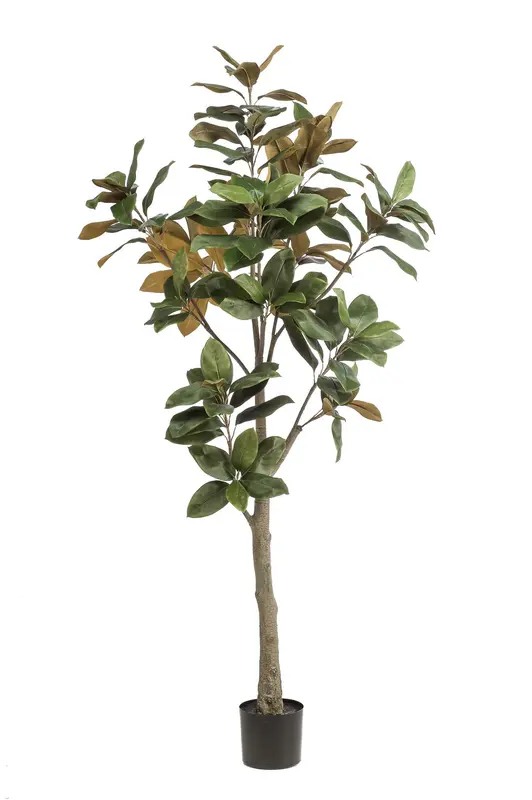 Kunstplant Magnolia Grandiflora 180cm