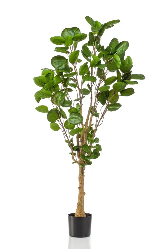 Kunstplant Polyscias Aralia 150cm
