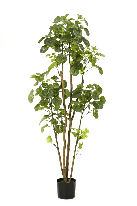 Kunstplant Polyscias Aralia 160cm