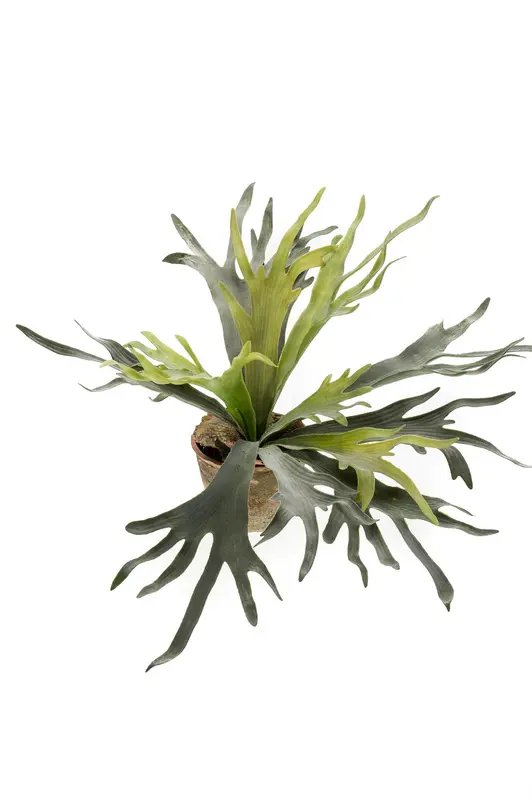 Kunstplant Staghorn Fern 50cm – Hertshoorn Varen