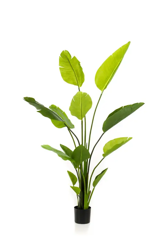 Kunstplant Strelitzia Nicolai 150cm – Paradijsvogelbloem