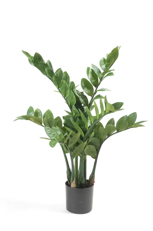 Kunstplant Zamioculcas 70cm – Kamerpalm (ZZ plant)