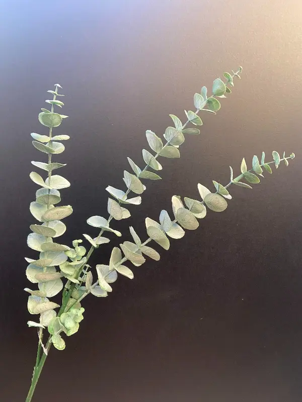Kunsttak Eucalyptus