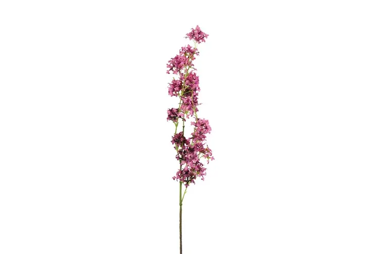 Matthiola d.roze-L15B15H120CM