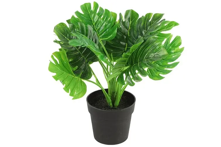 Monstera groen-L15B15H28CM