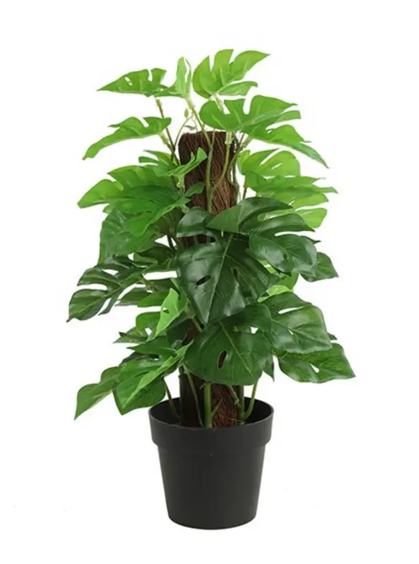 Monstera groen-L18B18H35CM